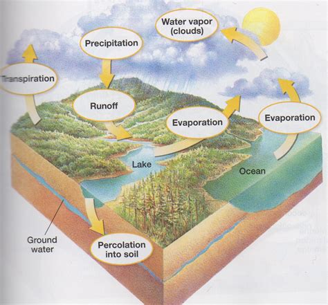 Water Cycle Carbon Cycle Nitrogen Cycle