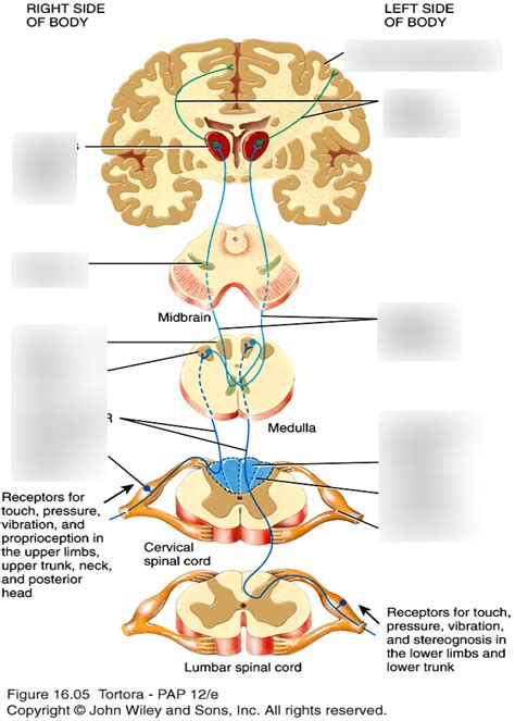 Posterior Column Medial Lemniscus Pathway Diagram Quizlet