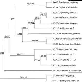 Majority Rule Consensus Tree From Maximum Parsimony Analysis Of