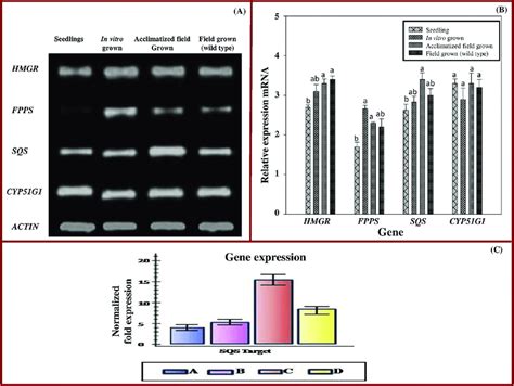 Gene Expression Analysis With Semi Quantitative Rt Pcr And Real Time