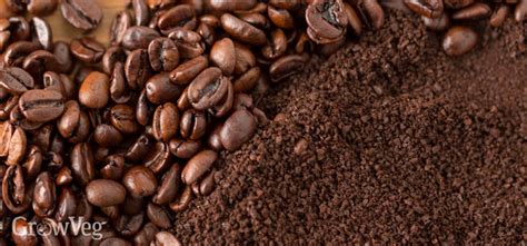 A Common Sense Guide To Using Coffee Grounds In The Garden