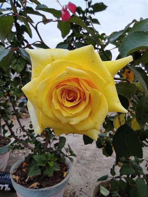 Pin by Neset Arici on Gonca güller Beautiful roses Flowers Yellow roses