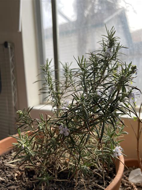 Flowering Rosemary : r/gardening
