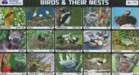 Birds With Nest Images Chart: A Visual Reference of Charts | Chart Master