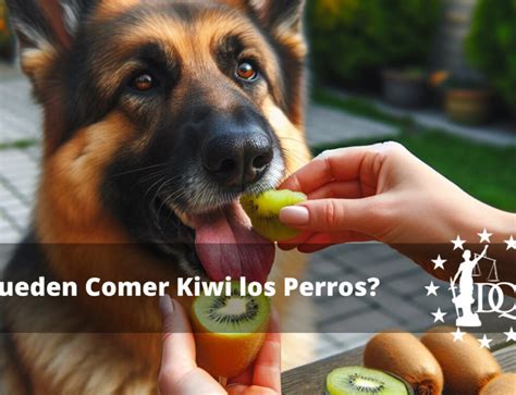 Los Perros Pueden Comer Cerezas Sin Semilla