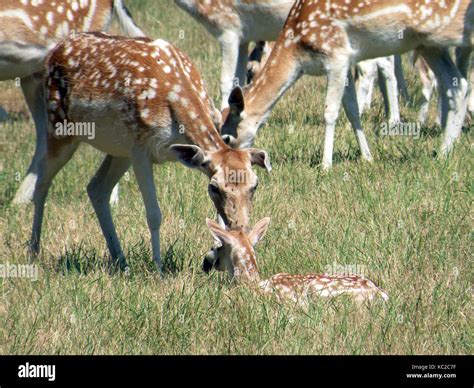 Female chital and fawn hi-res stock photography and images - Alamy