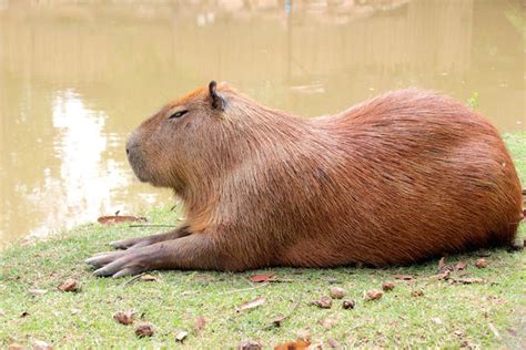 Capybara With Human