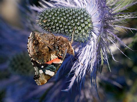 Blüten und ihre Bestäuber Programm Flower Power Festival München 2023