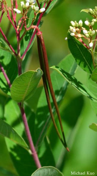 Apocynum cannabinum (dogbane) at Midwestnaturalist.Com