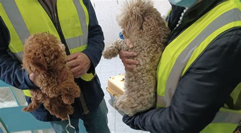 Napoli Scoperti Cuccioli Di Cane Malnutriti In Un Centro Di Toelettatura