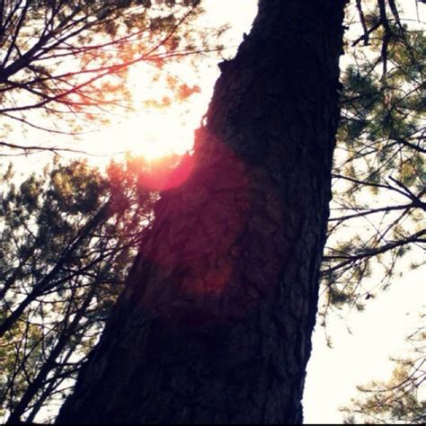 The sun & a tree. My photography :D | Tree, Photography, Plants