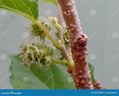 The Flower Mulberry Tree, Appear in Scaly Clusters, Female Flowers ...