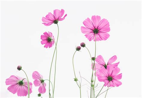 Premium Photo Pink Wildflowers Meadow On White Background