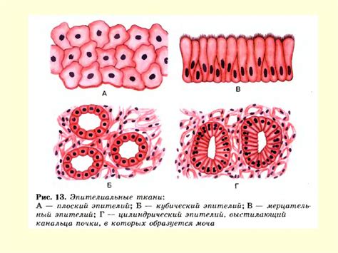Анатомия человека - презентация онлайн