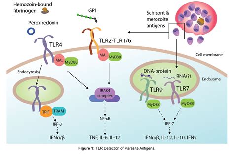 Figure 1 From Toll Like Receptors And Malaria Sensing And Susceptibility Semantic Scholar