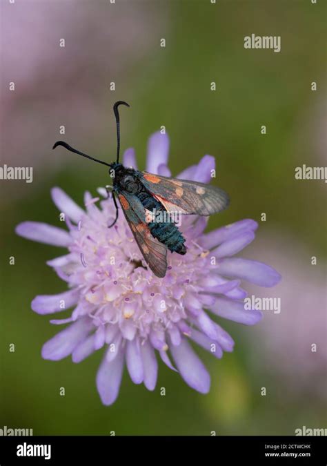 Five Spot Burnet Moth Zygaena Trifolii On Field Scabious Knautia