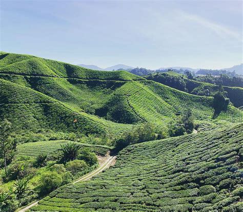 馬來西亞金馬崙高原懶人包｜精選10個金馬崙景點 茶園、花園遍布山丘好浪漫！ 欣傳媒