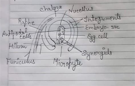 Draw A Neat And Clean Well Labelled Diagram Of Typical Angiospermic Ovule Showing Different