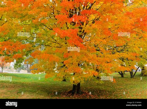 Maple tree in fall foliage, Kentville, Annapolis Valley, Nova Scotia ...