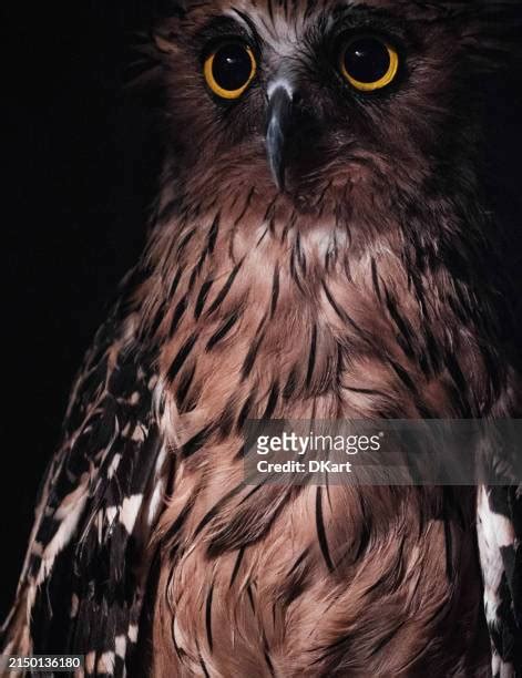 61 Owl Eyes At Night Stock Photos, High-Res Pictures, and Images ...