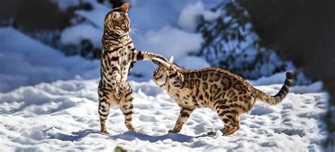 Snow Bengal Cat Breed - History & Facts (With Pictures)