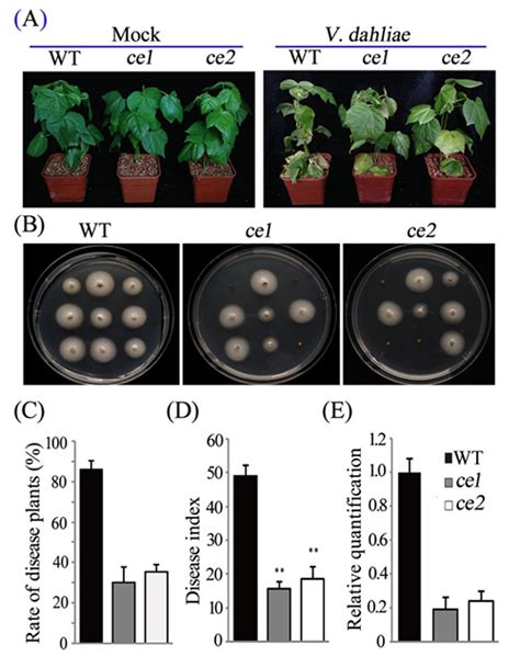 我所利用crisprcas9技术成功地培育了无转基因成分抗棉花黄萎病突变体 中国农业科学院棉花研究所