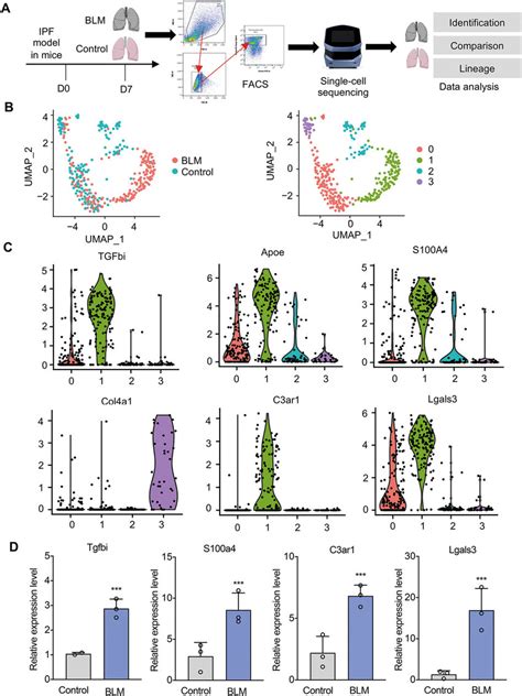 Transcriptional Heterogeneity Of Ecs During Endmt In Ipf At Single Cell