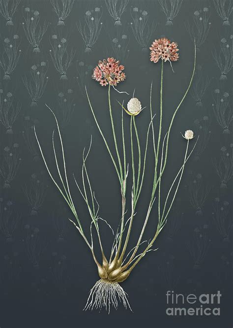 Vintage Allium Globosum Botanical Art On Slate Gray Pattern N 3943