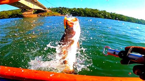 Barramundi Fish - Best info for Anglers - BARRA HUNTER