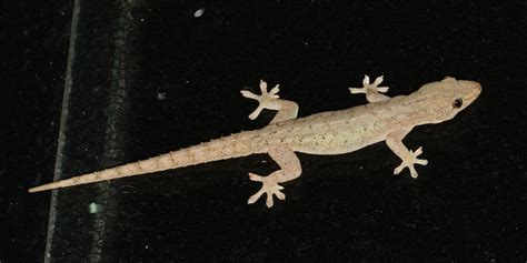 Asian House Gecko And Native Gecko Dtella In Houses In Townsville