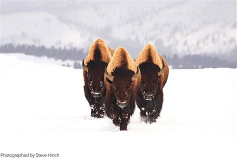 Majestic American Bison Hd Wallpaper For Nature Lovers By Steve Hinch