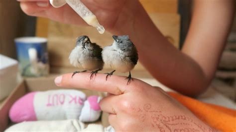 Baby Bird Care Youtube