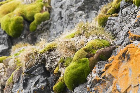 Antarctic Grass