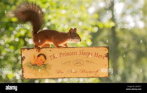 Red Squirrel With A Do Not Disturb Sign Stock Photo Alamy