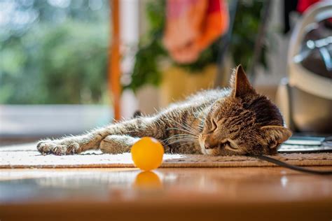 C Mo Refrescar Y Proteger A Tu Gato Cuando Hace Calor