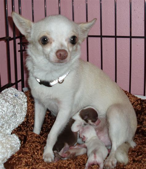 15 Photos Confirming That Chihuahuas Love Pink Artofit