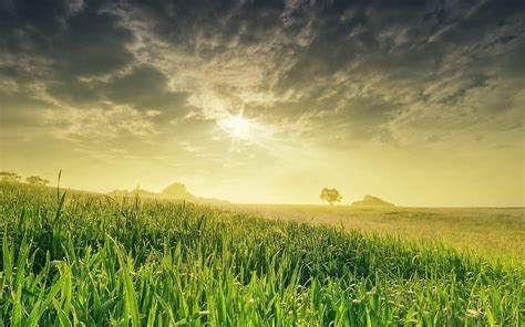 Grass Field Grassy Field Hd Wallpaper Pxfuel