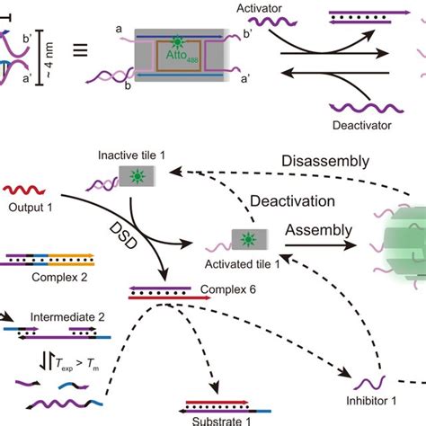 Dynamic Control Of DNT Self Assemblies A Schematic Representation Of