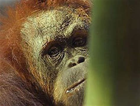 In the News: What Does Ape Behavior Say About Us? | The Human Spark | PBS