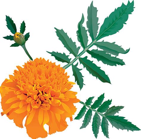 Marigold Illustrations Royalty Free Vector Graphics And Clip Art Istock