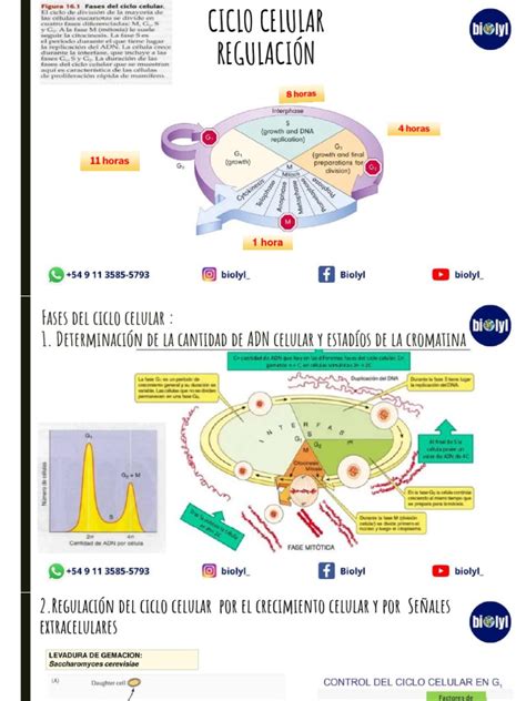 24-Ciclo Celular y Regulación Del Ciclo | PDF | Ciclo celular | Mitosis