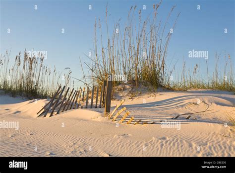 Fences And Sea Oats In Sand Dunes On Orange Beach On The Gulf Of Mexico