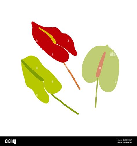 Anthurium Stock Vector Images Alamy