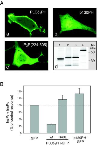 Inositol Lipid Binding And Membrane Localization Of Isolated Pleckstrin