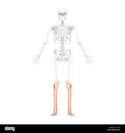 Esqueleto Tibia De Pierna Peron Pie Tobillo Vista Frontal Humana