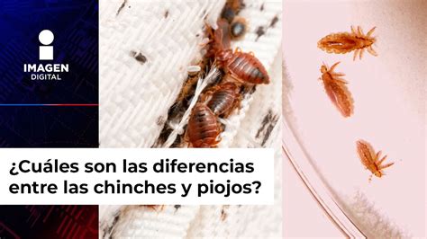 Cu Les Son Las Diferencias Entre Las Chinches Y Piojos Youtube