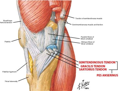 Pes Anserinus Bursitis | Bone and Spine