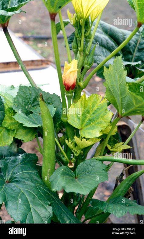 Abelmoschus Esculentus Okra Fotografía De Stock Alamy