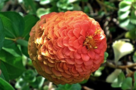 Zinnia Flor Naranja Foto Gratis En Pixabay Pixabay