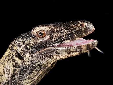 Research Finds That Komodo Dragons Kill With Venom